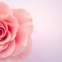 清新淡雅气质头像(24张)