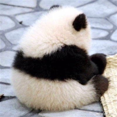 适合憨憨的头像(精选18张)