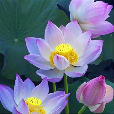 让人不想换掉的头像(精选24张)