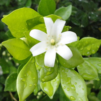 花图片大全鲜花风景图片头像(精选18张)