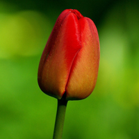 花图片大全鲜花风景图片头像(精选18张)