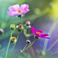 花图片大全鲜花风景图片头像(精选18张)