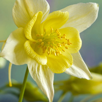 花图片大全鲜花风景图片头像(精选18张)