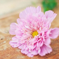 花图片大全鲜花风景图片头像(精选18张)