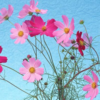 花图片大全鲜花风景图片头像(精选18张)