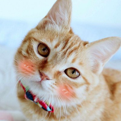 一猫一狗萌萌哒情侣头像(精选24张)