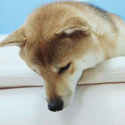 一猫一狗萌萌哒情侣头像(精选24张)