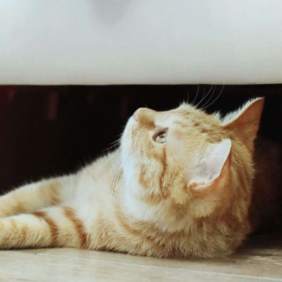 一猫一狗萌萌哒情侣头像(精选24张)