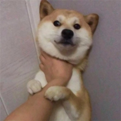 一猫一狗萌萌哒情侣头像(精选24张)