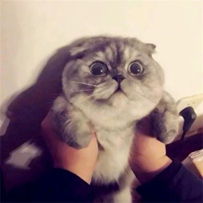 一猫一狗萌萌哒情侣头像(精选24张)