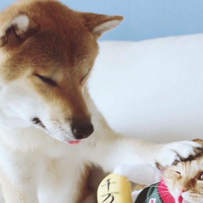 一猫一狗萌萌哒情侣头像(精选24张)