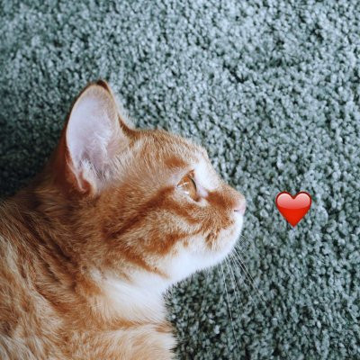 一猫一狗萌萌哒情侣头像(精选24张)