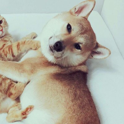 一猫一狗萌萌哒情侣头像(精选24张)