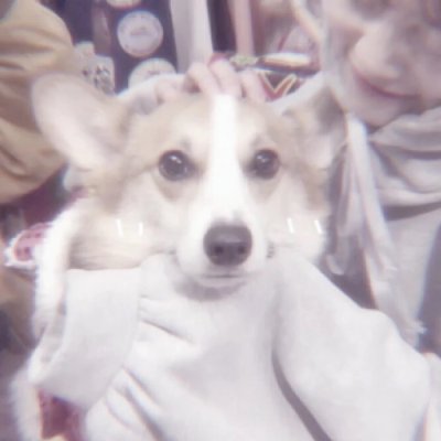 一男一女带宠物的情侣头像(精选22张)