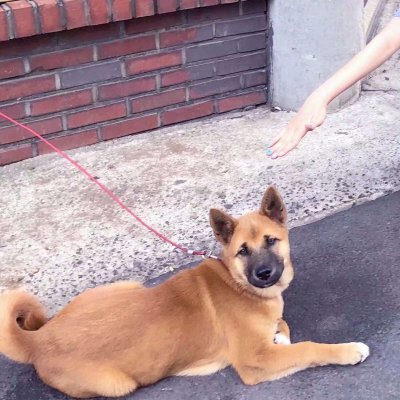 一男一女带宠物的情侣头像(精选22张)