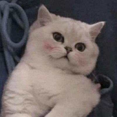 一男一女带宠物的情侣头像(精选22张)