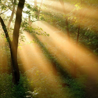 雨后森林图片头像(10张)