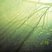 雨后森林图片头像(10张)
