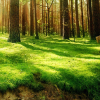 雨后森林图片头像(10张)