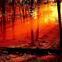 雨后森林图片头像(10张)