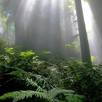 雨后森林图片头像(10张)