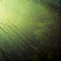雨后森林图片头像(10张)