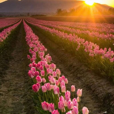 唯美意境的微信头像(精选24张)