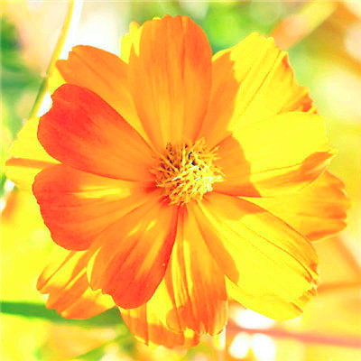 属鼠吉祥微信头像(精选24张)