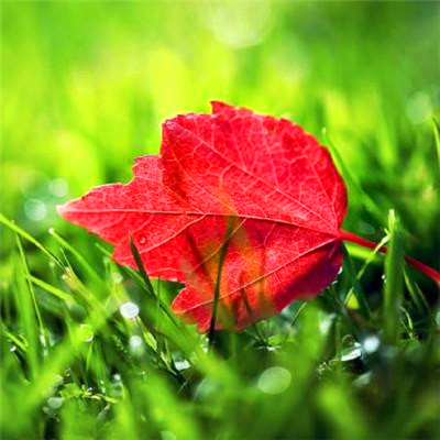 属鼠吉祥微信头像(精选24张)