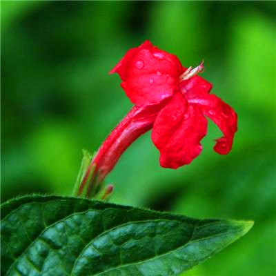 属鼠吉祥微信头像(精选24张)