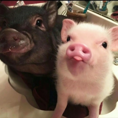 恶搞的情侣头像一对两张图片(22张)