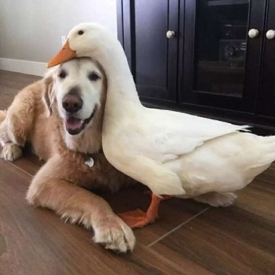 情侣头像可爱人物头像(精选28张)