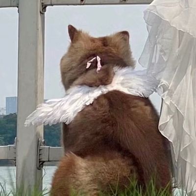 很难看出是情侣头像(24张)