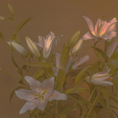 中年女士专用头像(精选18张)