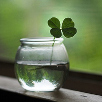 四叶草的幸福微信头像(24张)