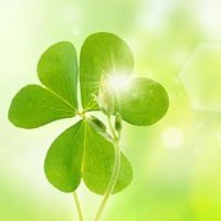 四叶草的幸福微信头像(24张)