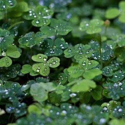 四叶草的幸福微信头像(24张)