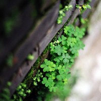 四叶草的幸福微信头像(24张)