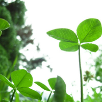 四叶草的幸福微信头像(24张)