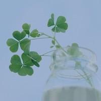 四叶草的幸福微信头像(24张)