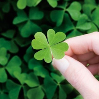 四叶草的幸福微信头像(24张)