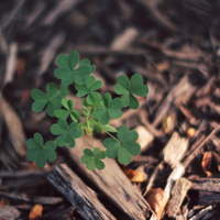 四叶草的幸福微信头像(24张)