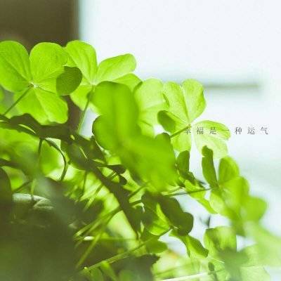 四叶草的幸福微信头像(24张)