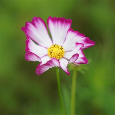 女人招财运的微信头像(精选24张)