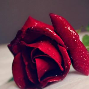 风景花草的微信头像(34张)