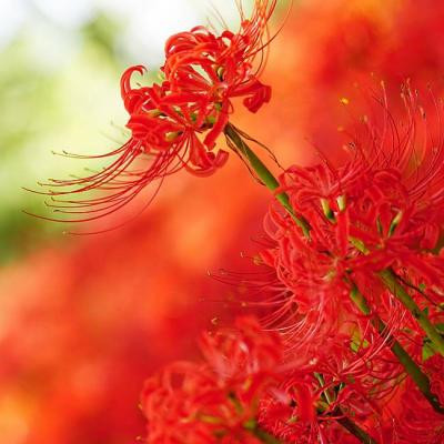 风景花草的微信头像(34张)