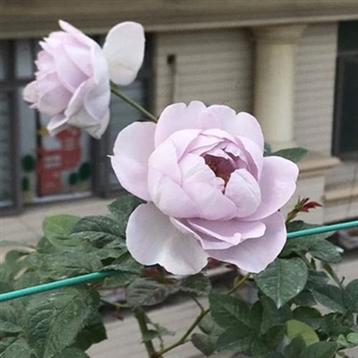 风景花草的微信头像(34张)