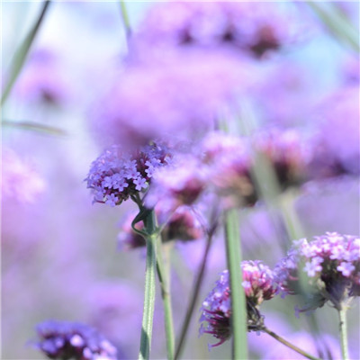 风景花草的微信头像(34张)