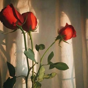 风景花草的微信头像(34张)