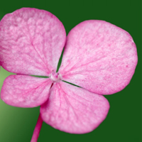 风景花草的微信头像(34张)